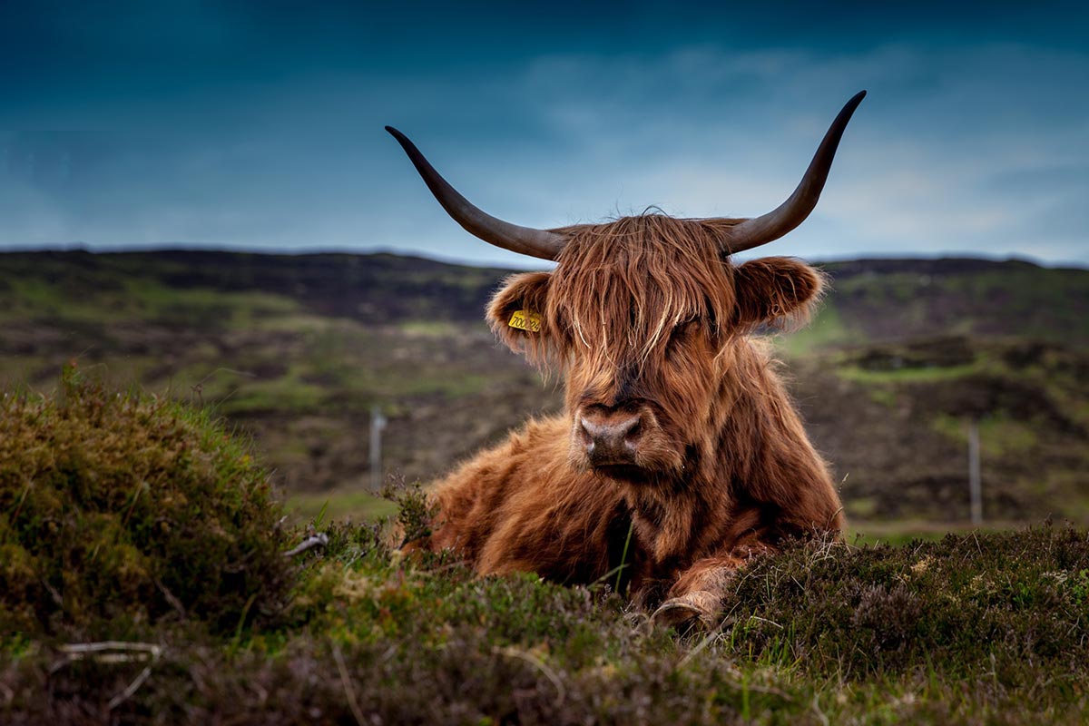 ecobeef-blog-image1