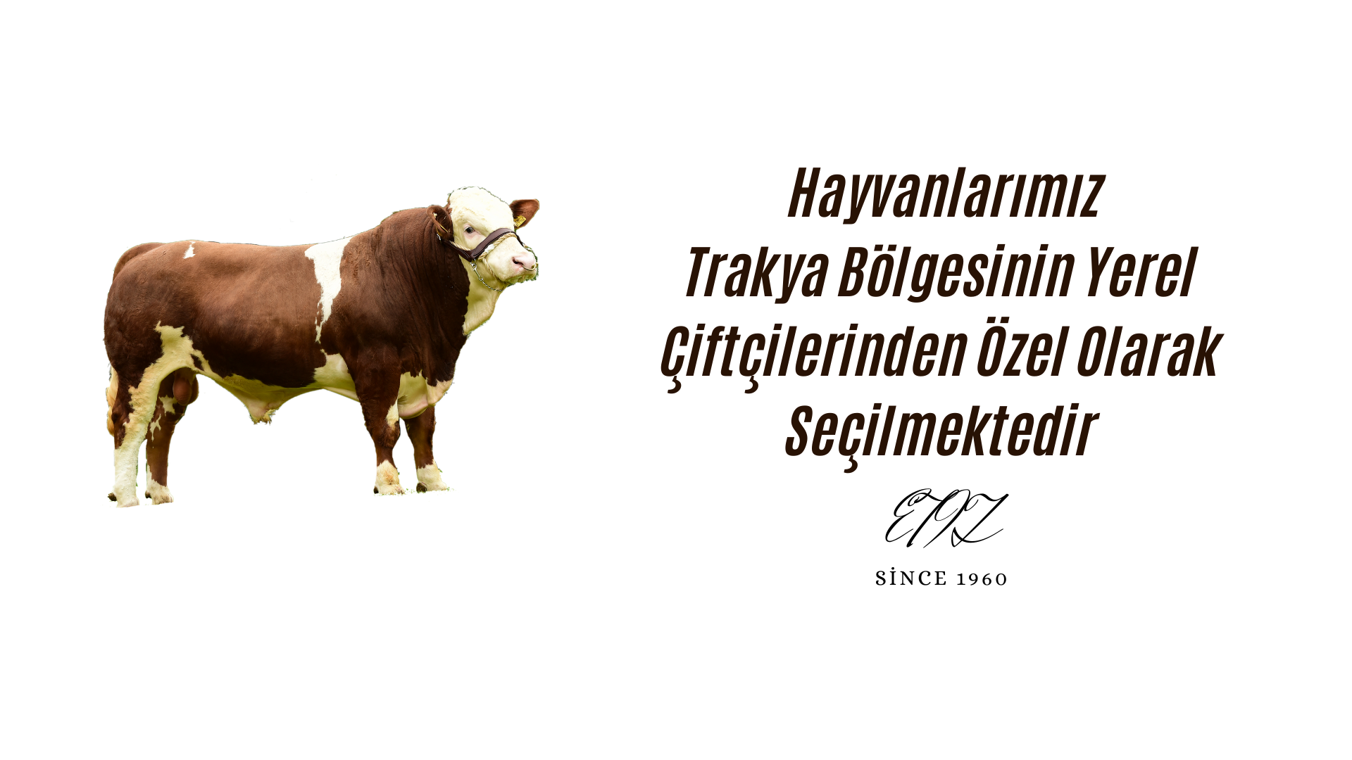 Kesimlerimiz Trakya Bölgesinin Yerel Çiftçilerinin Hayvanlarından Özel Seçilmektedir (2) Kesimlerimiz Trakya Bölgesinin Yerel Çiftçilerinin Hayvanlarından Özel Seçilmektedir (2)